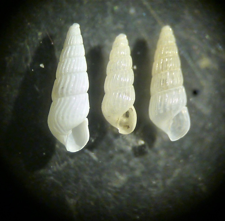 Parthenina da determinare